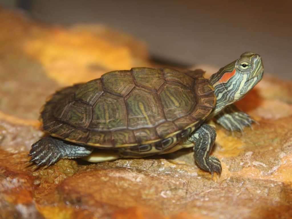 कासवाच्या मृत्युप्रकरणी मालकावर गुन्हा दाखल