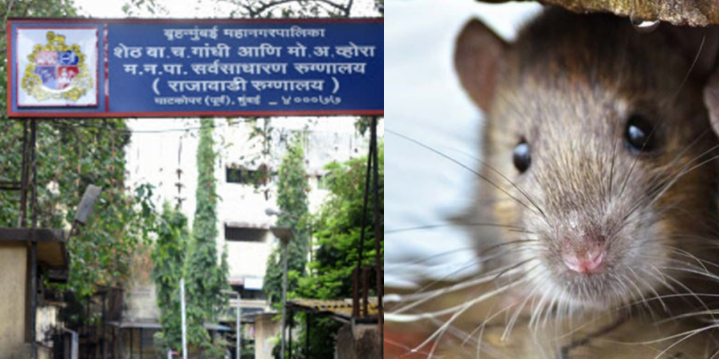 धक्कादायक! उंदरांनी कुरतडले बेशुद्ध रुग्णाचे डोळे