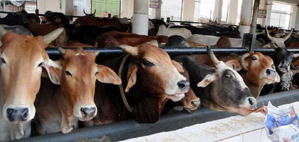 गोरक्षक संग्राम ढोले पाटलांच्या चतुरपणामुळे बोधेगावातील गोहत्येची झाली पोलखोल