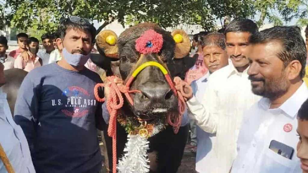 का आहे म्हशीची किंमत ८० लाख? वाचा सविस्तर…