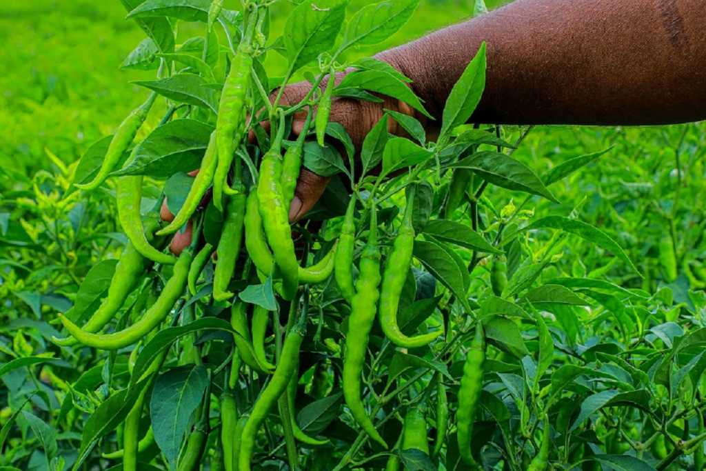 धक्कादायक!! श्रीलंकेत १०० ग्रॅम मिरची १०० रुपयांना