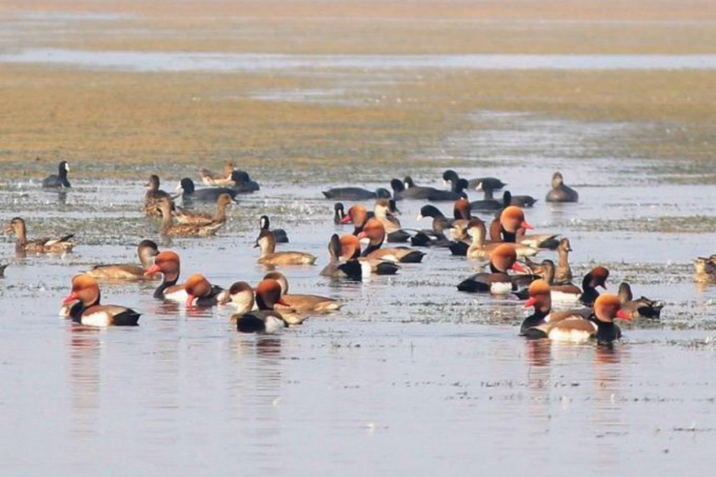 दक्षिण आशियातील सर्वाधिक रामसार क्षेत्र भारतात