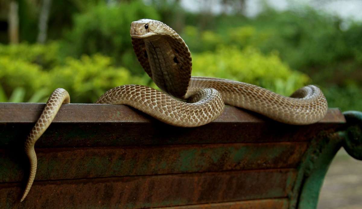 Snake Sat As There Are No Children The Snake Sat In The Classroom