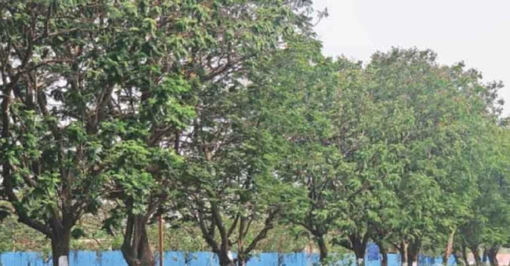 आरेमधल्या झाडांसाठी लढणाऱ्या शिवसेनेची वाशीमधल्या झाडांसाठी चुप्पी