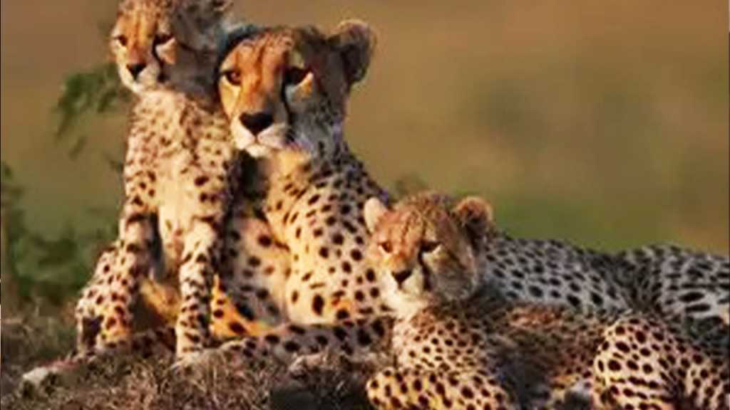 सात दशकांनंतर भारतात झाला चित्त्याचा जन्म; सियाला झाली चार पिल्ले