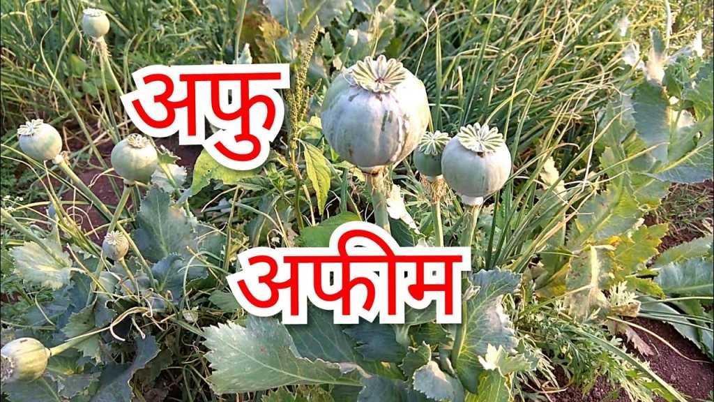 गव्हाच्या शेतात पिकवला अफू