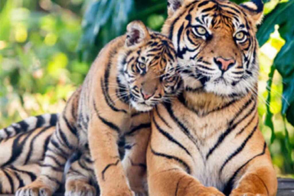 राज्यातील वाघांची संख्या ३१२ वरून ३९० ..!