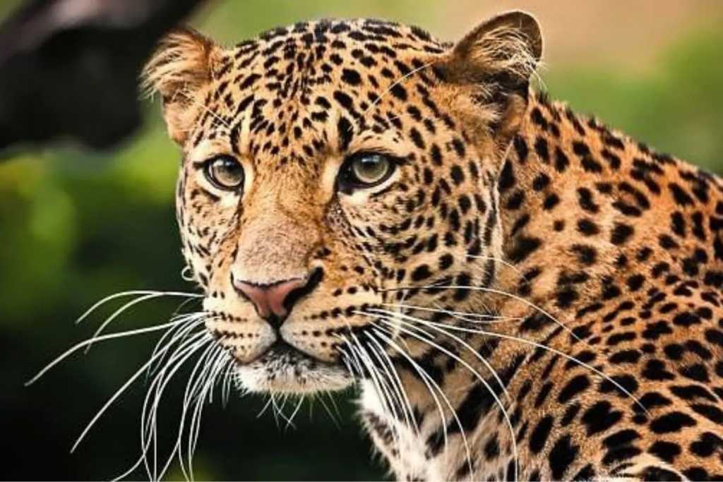 गोरेगाव फिल्मसिटीत बिबट्याने केले कुत्र्याला ठार; कलाकार, कर्मचाऱ्यांत भीती