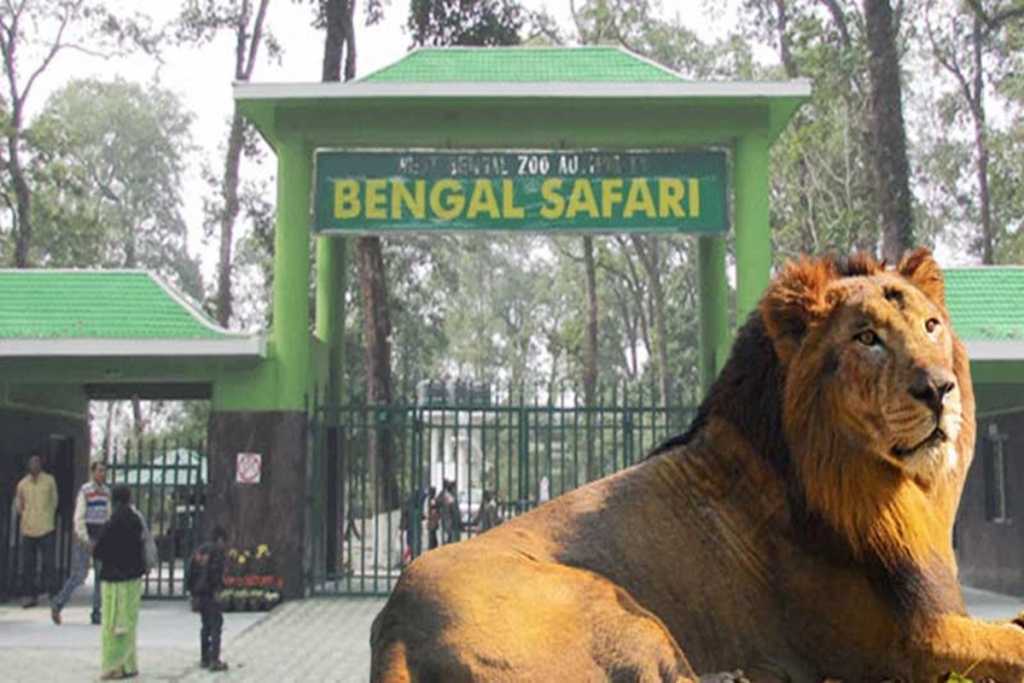 ‘सीता’ आणि ‘अकबर’ सिहांच्या जोडीचा वाद, वन अधिकारी निलंबित!