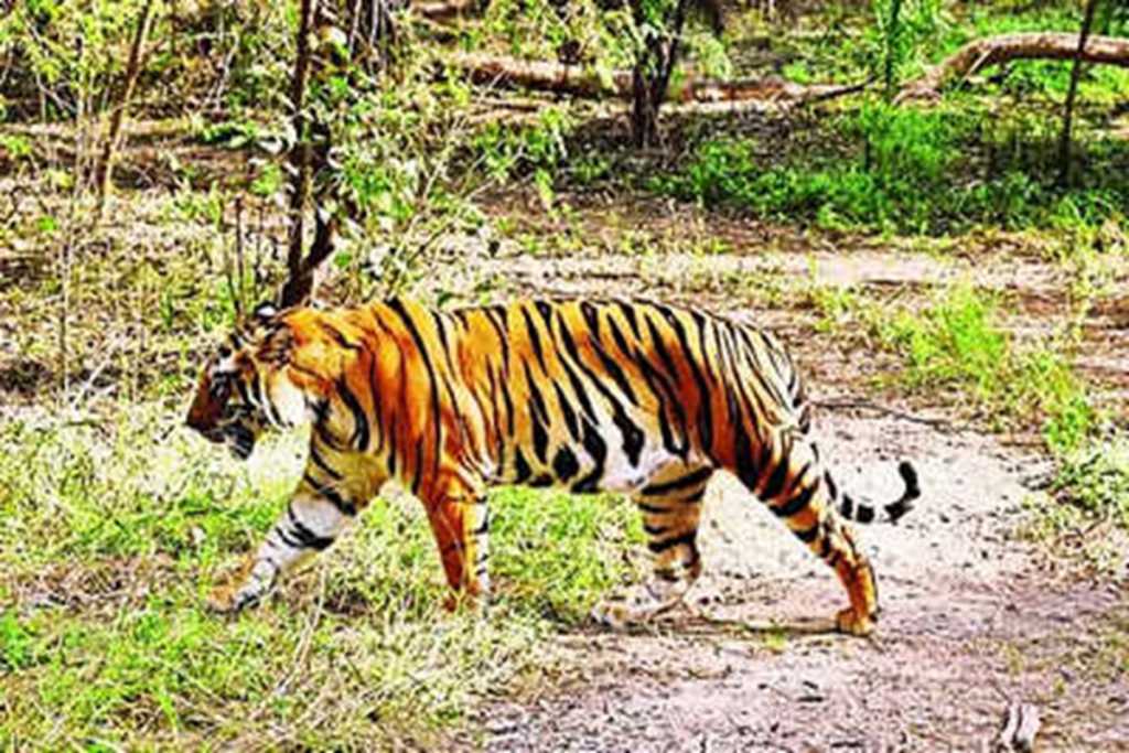 ‘नव’ नामक वाघाच्या मृत्यूने लुधियाना टायगर सफारी पर्यटकांसाठी झाली बंद!