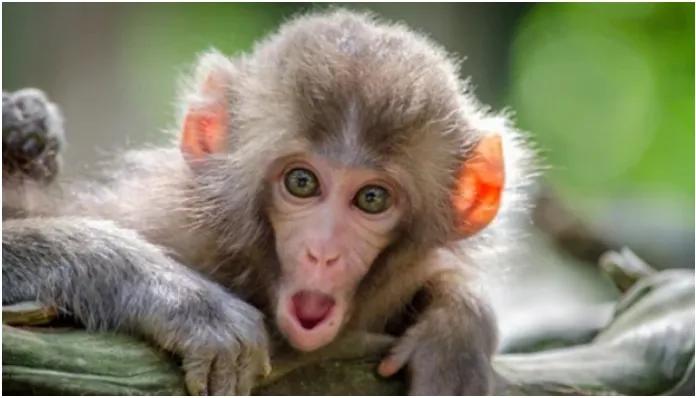 श्रीलंकेत देशव्यापी वीज खंडितेला एक माकड जबाबदार!