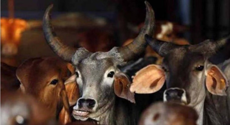 राजस्थानच्या धोलपूरमध्ये तीन गो तस्करांना अटक, २६ गायींची सुटका!