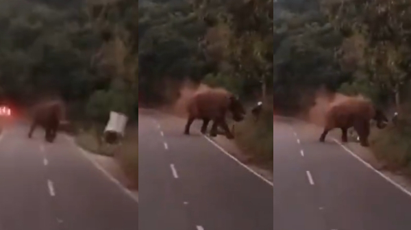 कोईम्बतूरमध्ये हत्तीच्या हल्ल्यात जर्मन पर्यटकाचा मृत्यू
