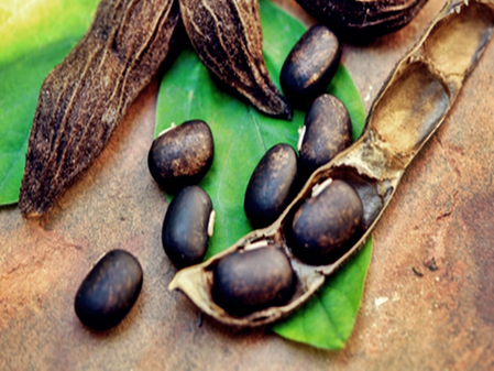 कौंच बियाणे, कोलेस्टेरॉल कमी करण्यास फायदेशीर