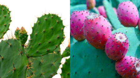 ‘नागफणी’ खोकला, पोटाच्या तक्रारीवर उपयुक्त