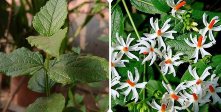 मायग्रेनपासून मुक्ती देणारे ‘स्वर्गीय झाड’