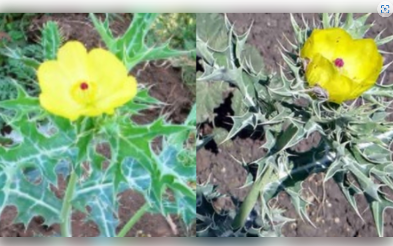 गुणकारी ‘ब्रह्मदंडी’चे फायदे, जे तुम्हाला माहिती नसतील!