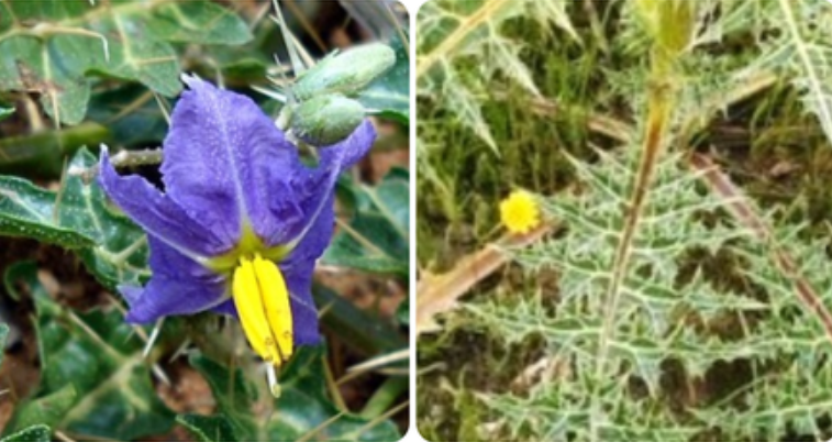 सूखा किंवा कफयुक्त खोकल्यावर रामबाण उपाय