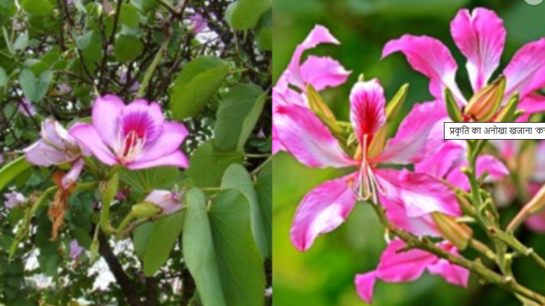 ‘कचनार’ – प्रकृतीचा अनमोल खजिना, अनेक आजारांवर रामबाण उपाय