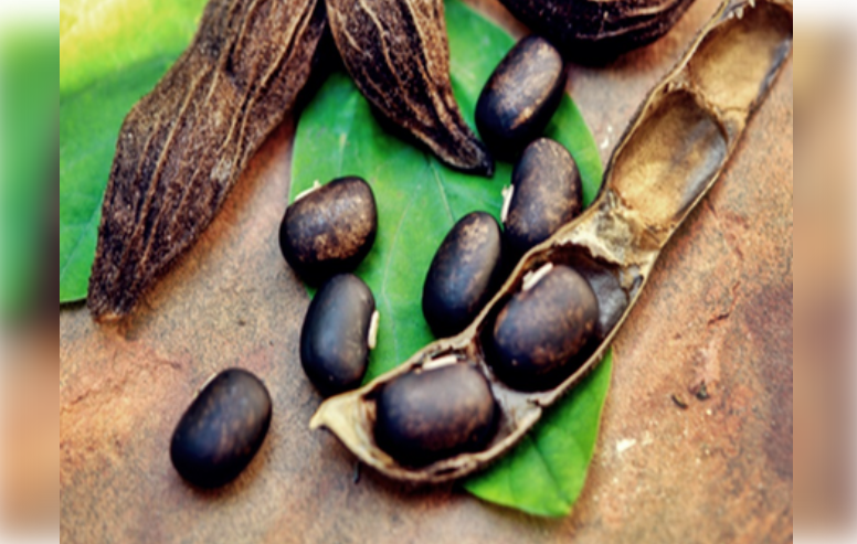 औषधीय गुणांनी परिपूर्ण कौंच बिया, कोलेस्ट्रॉल कमी करण्यास फायदेशीर