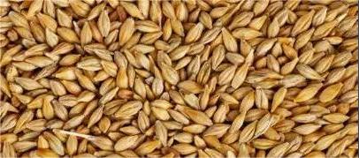 औषधी गुणधर्मांनी युक्त ‘जव’… आहारात आणि उपचारातही!