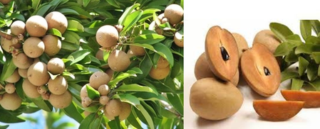 चिकूमुळे हाडं होतात मजबूत, कमजोरीही राहते दूर