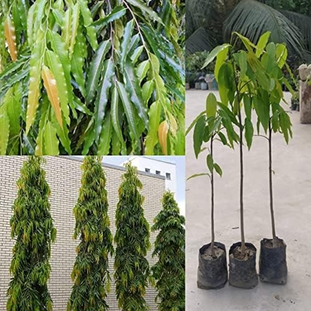 महिलांच्या अनेक समस्यांवर उपाय ‘अशोक वृक्ष’