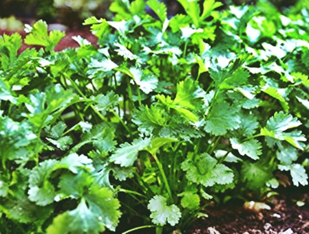 आरोग्यासाठी वरदान, कोथिंबिरीचे असंख्य फायदे