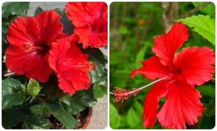 देवतांचं नव्हे तर आरोग्याचंही लाडकं जास्वंद