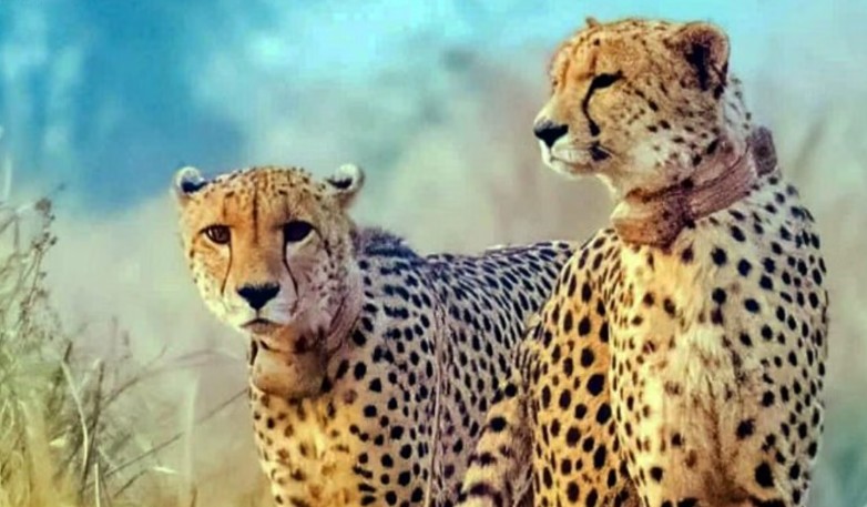 दक्षिण आफ्रिकेतून लवकरच नव्या चित्त्यांचे होणार आगमन!