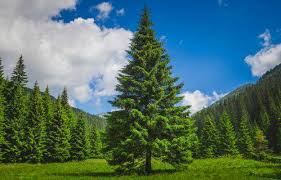 देवदार: आयुर्वेदिक गुणधर्मांचा खजिना