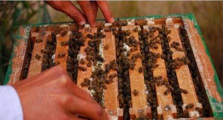 मधाचे उत्पन्न वाढल्याने पंतप्रधान खुश