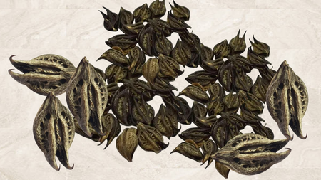 पावसाळ्यात उगवणारे रहस्यमय औषधी वनस्पती कोणते ? जाणून घ्या फायदे