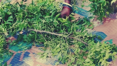 कडूलिंबाची फुलंही औषधी!