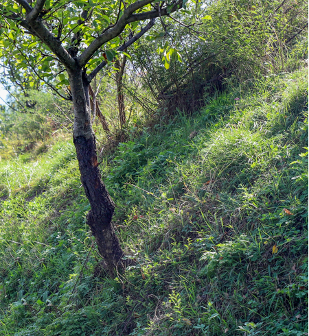 भारत वन क्षेत्र वाढवणाऱ्या जगातील मोजक्या देशांमध्ये !