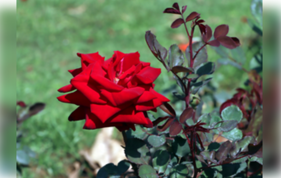 गुलाबापासून बनलेला टॉनिक