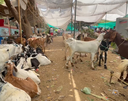 वाराणसीत बकऱ्यांची किंमत बघा कितीवर पोहोचली !