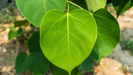 पृथ्वीचे रक्षक आणि मानवाचे हे आहेत खास मित्र
