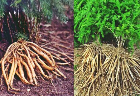 शतावरी : प्रत्येक महिलेसाठी आयुर्वेदाचे वरदान