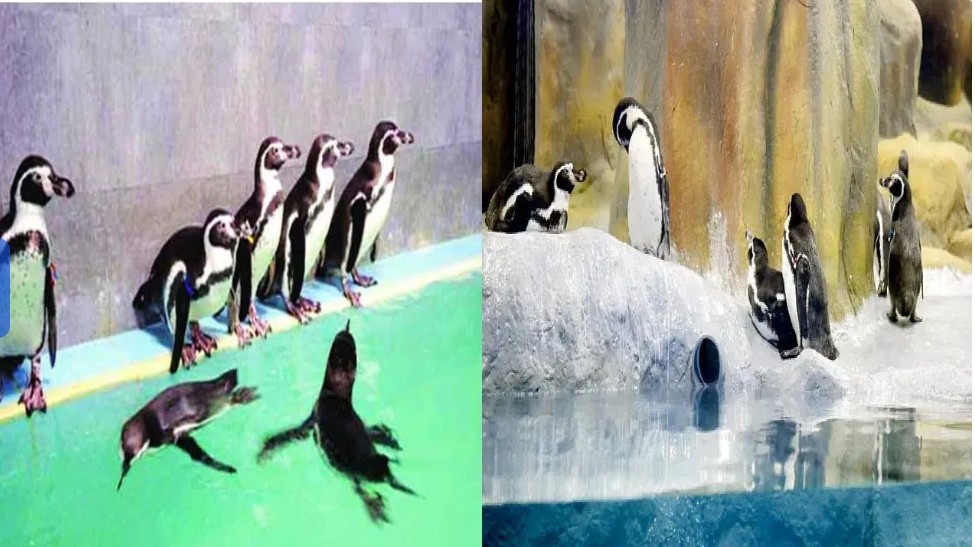 राणी बागेत जन्मलेल्या पेंग्विन्सच्या पिल्लांची नावे मराठीत हवी!