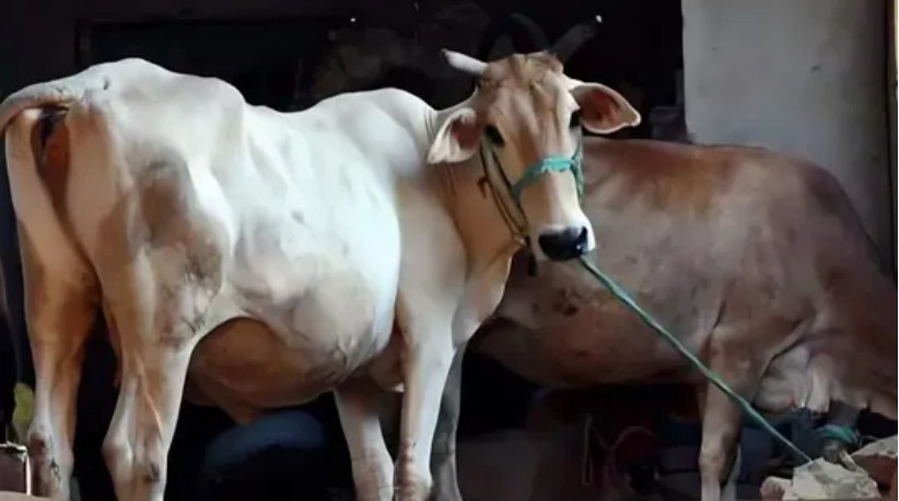 त्रिपुरा: बकरी ईदला गायींची कत्तल, चौघांना अटक!