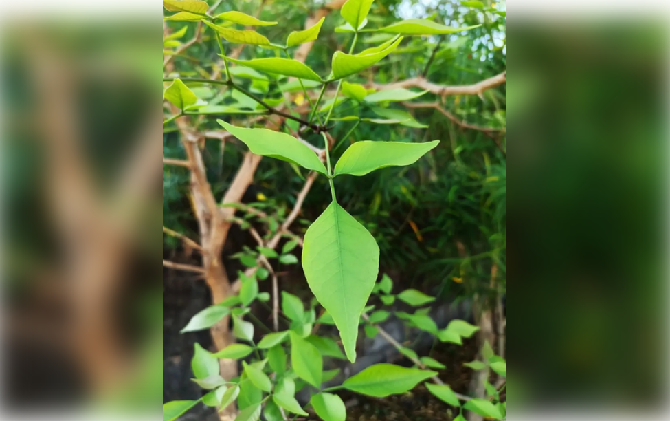 बेलपत्रांमध्ये दडलेत अजब-गजब गुणधर्म! नव्या संशोधनातून मोठा खुलासा