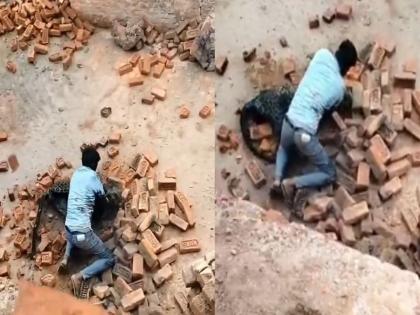 उत्तर प्रदेशातील लखीमपूर खिरीत एका वीटभट्टी कामगाराने बिबट्याला लोळवले