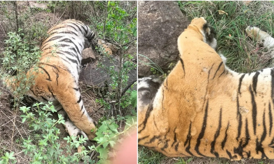 कर्नाटकातील चामराजनगरमध्ये एकाच दिवसात ५ वाघांचा मृत्यू!