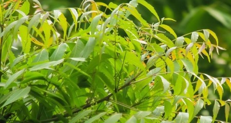 पावसात ‘नीम’चे महत्त्व वाढते