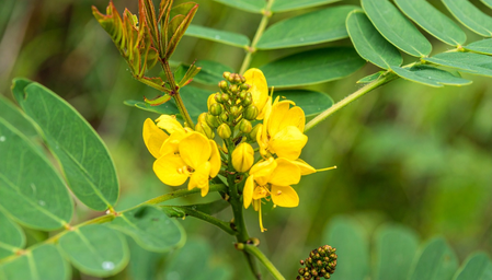 पांढरे डाग, मधुमेहावर ही आहे चमत्कारी वनस्पती