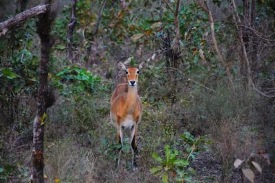 भारतात पहिल्यांदा साजरा झाला ‘वन्य प्राणी दिवस’