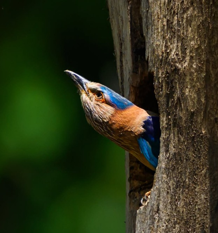 नीलकंठ पक्ष्याचा महादेवांशी आहे जवळचा संबंध