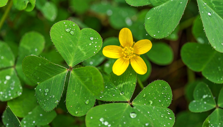 आरोग्याचे गुपित दडलेली औषधी वनस्पती बघा…