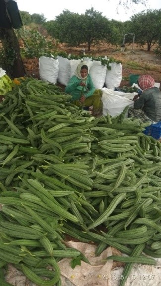 मधुमेहापासून त्वचारोगांपर्यंत अनेक समस्यांवर काय उपाय